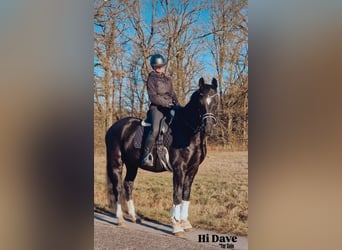 Hannoveraner, Wallach, 11 Jahre