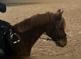 Hannoveraner Mix, Wallach, 12 Jahre, 152 cm, Fuchs