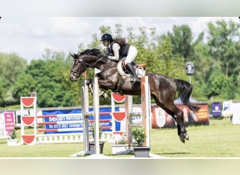 Hannoveraner, Wallach, 12 Jahre, 163 cm, Schwarzbrauner