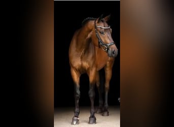 Hannoveraner, Wallach, 12 Jahre, 164 cm, Brauner