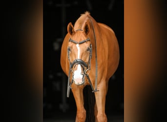 Hannoveraner, Wallach, 12 Jahre, 164 cm, Fuchs