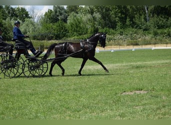 Hannoveraner, Wallach, 12 Jahre, 164 cm, Schwarzbrauner