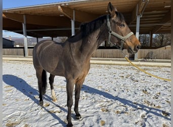 Hannoveraner, Wallach, 12 Jahre, 165 cm, Brauner