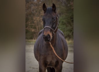 Hannoveraner, Wallach, 12 Jahre, 165 cm, Dunkelbrauner