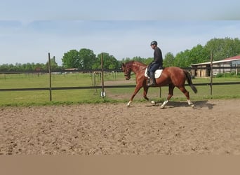 Hannoveraner, Wallach, 12 Jahre, 165 cm, Fuchs