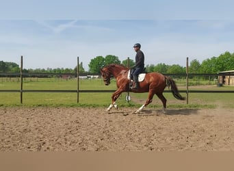 Hannoveraner, Wallach, 12 Jahre, 165 cm, Fuchs