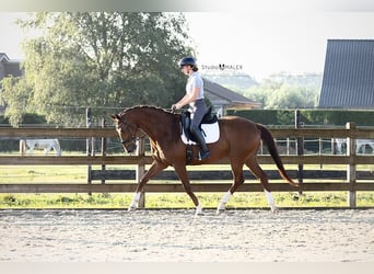 Hannoveraner, Wallach, 12 Jahre, 166 cm, Fuchs