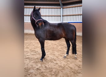 Hannoveraner, Wallach, 12 Jahre, 166 cm, Rappe
