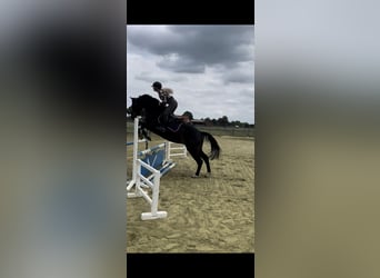 Hannoveraner, Wallach, 12 Jahre, 166 cm, Rappe