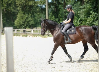Hannoveraner, Wallach, 12 Jahre, 166 cm, Rappe