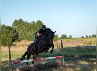 Hannoveraner, Wallach, 12 Jahre, 166 cm, Rappe