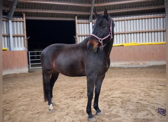 Hannoveraner, Wallach, 12 Jahre, 166 cm, Rappe