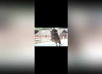 Hannoveraner, Wallach, 12 Jahre, 166 cm, Rappe