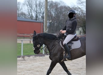 Hannoveraner, Wallach, 12 Jahre, 166 cm, Schwarzbrauner