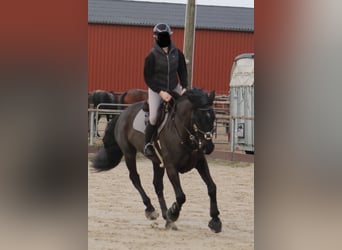 Hannoveraner, Wallach, 12 Jahre, 166 cm, Schwarzbrauner