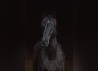 Hannoveraner, Wallach, 12 Jahre, 166 cm, Schwarzbrauner