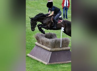 Hannoveraner, Wallach, 12 Jahre, 166 cm, Schwarzbrauner