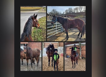 Hannoveraner, Wallach, 12 Jahre, 167 cm, Brauner