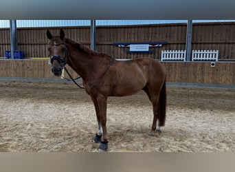 Hannoveraner, Wallach, 12 Jahre, 167 cm, Fuchs