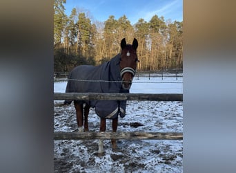 Hannoveraner, Wallach, 12 Jahre, 167 cm, Fuchs