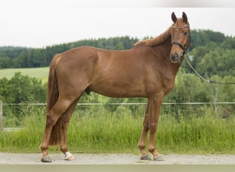 Hannoveraner, Wallach, 12 Jahre, 167 cm, Fuchs