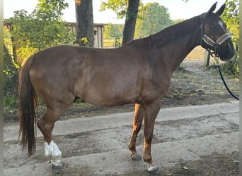 Hannoveraner, Wallach, 12 Jahre, 167 cm, Fuchs