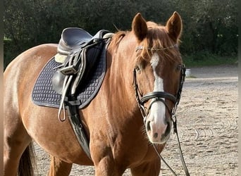 Hannoveraner, Wallach, 12 Jahre, 167 cm, Fuchs