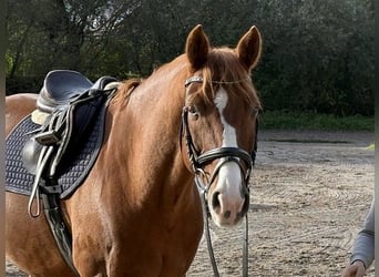 Hannoveraner, Wallach, 12 Jahre, 167 cm, Fuchs
