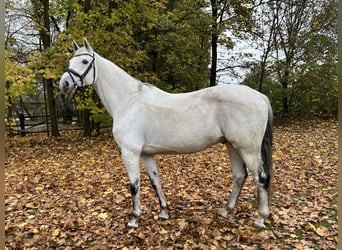 Hannoveraner, Wallach, 12 Jahre, 167 cm, Schimmel