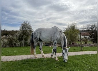 Hannoveraner, Wallach, 12 Jahre, 168 cm, Apfelschimmel