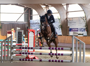 Hannoveraner, Wallach, 12 Jahre, 168 cm, Fuchs
