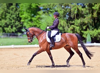 Hannoveraner, Wallach, 12 Jahre, 170 cm, Brauner