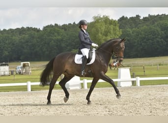 Hannoveraner, Wallach, 12 Jahre, 170 cm