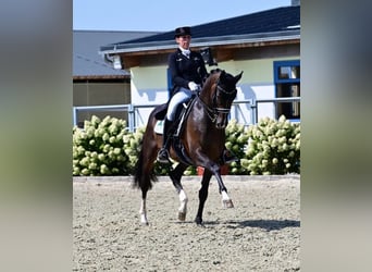 Hannoveraner, Wallach, 12 Jahre, 170 cm, Dunkelbrauner