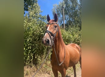 Hannoveraner, Wallach, 12 Jahre, 170 cm, Dunkelfuchs