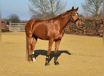 Hannoveraner, Wallach, 12 Jahre, 170 cm, Fuchs