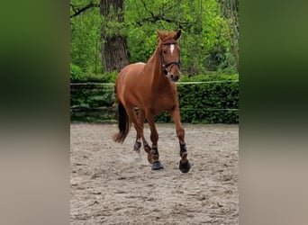 Hannoveraner, Wallach, 12 Jahre, 170 cm, Fuchs