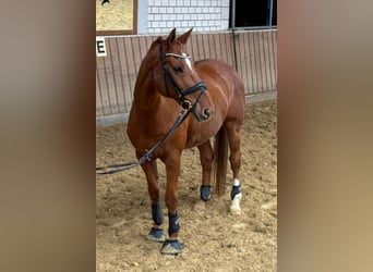 Hannoveraner, Wallach, 12 Jahre, 170 cm, Fuchs