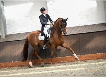 Hannoveraner, Wallach, 12 Jahre, 170 cm, Fuchs