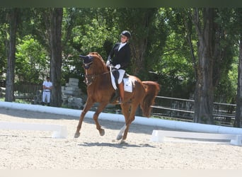 Hannoveraner, Wallach, 12 Jahre, 170 cm, Fuchs