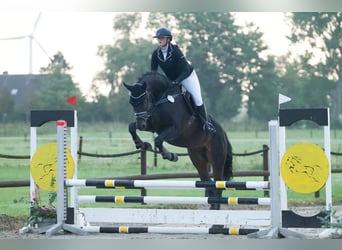 Hannoveraner, Wallach, 12 Jahre, 171 cm, Dunkelbrauner