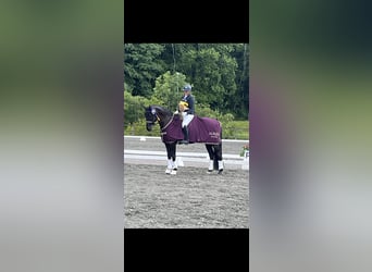 Hannoveraner, Wallach, 12 Jahre, 171 cm, Rappe