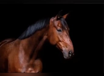 Hannoveraner, Wallach, 12 Jahre, 172 cm, Brauner