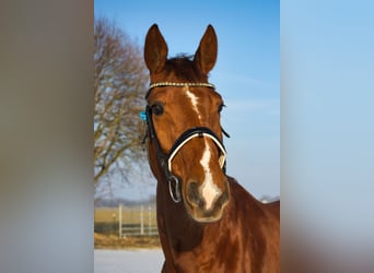 Hannoveraner, Wallach, 12 Jahre, 172 cm, Brauner