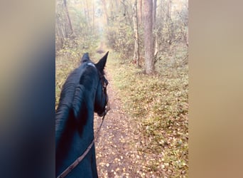 Hannoveraner, Wallach, 12 Jahre, 172 cm, Dunkelbrauner