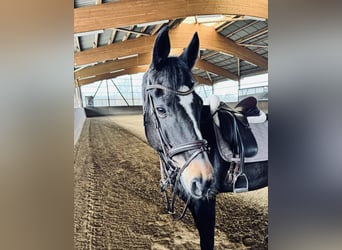 Hannoveraner, Wallach, 12 Jahre, 172 cm, Dunkelbrauner