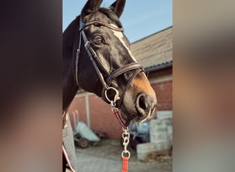 Hannoveraner, Wallach, 12 Jahre, 172 cm, Dunkelbrauner