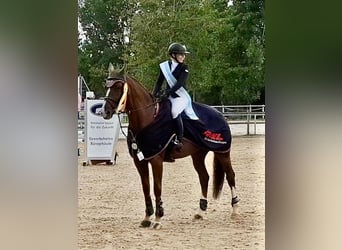 Hannoveraner, Wallach, 12 Jahre, 172 cm, Dunkelfuchs