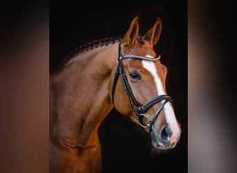 Hannoveraner, Wallach, 12 Jahre, 172 cm, Dunkelfuchs