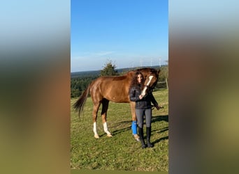 Hannoveraner, Wallach, 12 Jahre, 172 cm, Dunkelfuchs